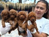 Toy Poodl Yavurlamiz