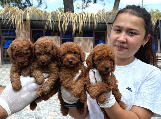 Toy Poodl Yavurlamiz görsel