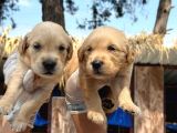 Golden Retriever yavurlarniz