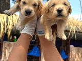 Golden Retriever Yavurlarniz