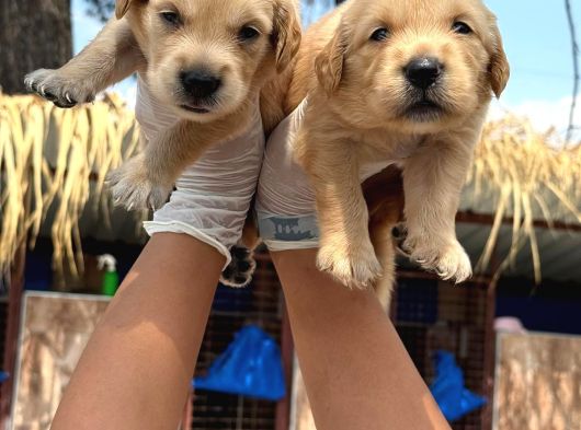 Golden Retriever Yavurlarniz görsel