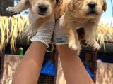 Golden Retriever Yavurlarniz