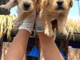 Golden Retriever Yavurlarniz