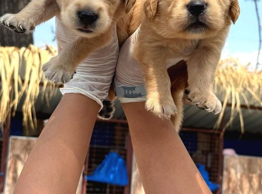 Golden Retriever Yavurlarniz görsel