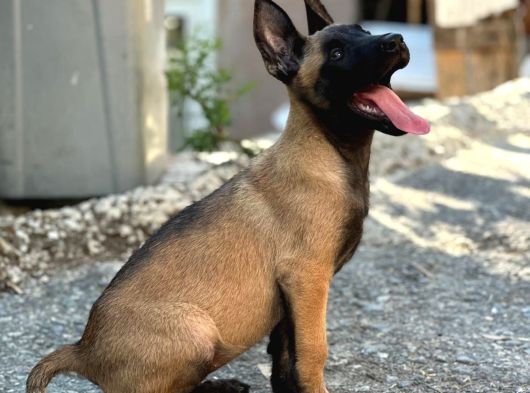 Daha İyi̇si̇ Yok görsel