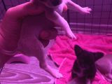 2 Aylık Chihuahua Yavrularımız Sahiplendirilmeye Hazır