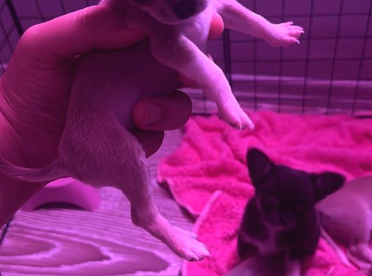 2 Aylık Chihuahua Yavrularımız Sahiplendirilmeye Hazır görsel