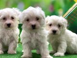 Maltese terrier yavrularımız