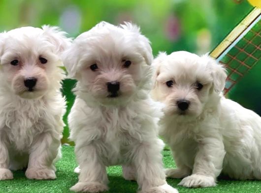 Maltese Terrier Yavrularımız
