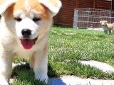 Japon Aki̇ta Inu Yavrulari̇ İstanbul
