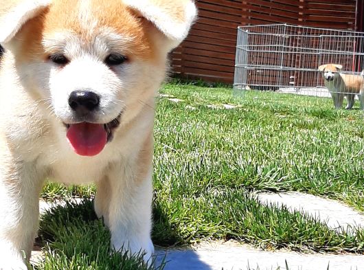 Japon Aki̇ta Inu Yavrulari̇ İstanbul görsel