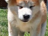 Japon Aki̇ta Inu Yavrulari̇ İstanbul