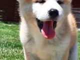 Japon Aki̇ta Inu Yavrulari̇ İstanbul