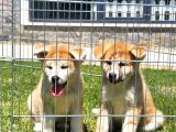 JAPON AKİTA INU YAVRULARİ İSTANBUL