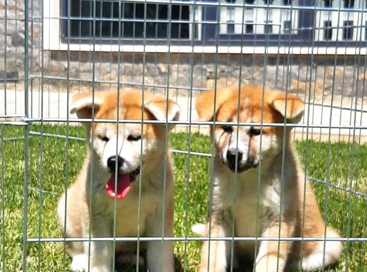 JAPON AKİTA INU YAVRULARİ İSTANBUL