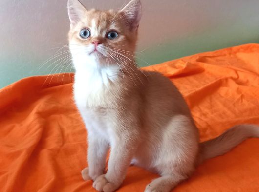 Mükemmel Kalite British Shorthair Yavrular görsel