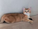 Mükemmel Kalite British Shorthair Yavrular