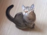Mükemmel Kalite British Shorthair Yavrular