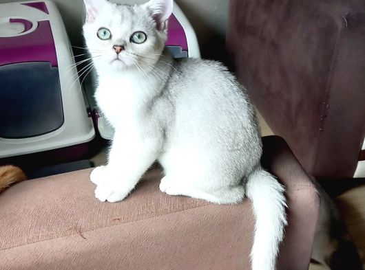 Mükemmel Kalite British Shorthair Yavrular