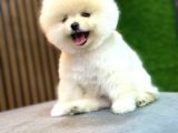 Pomeranian Yavrularımız Gelmiştir