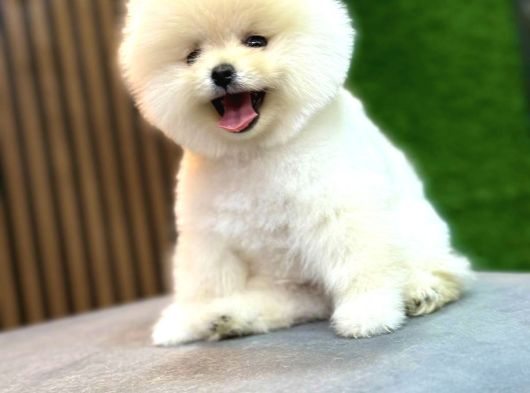 Pomeranian Yavrularımız Gelmiştir görsel