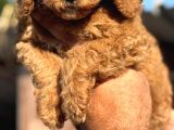 Dev Poodle Yavruları
