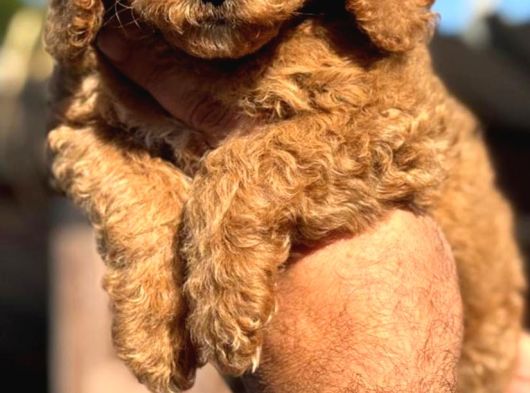 Dev Poodle Yavruları görsel