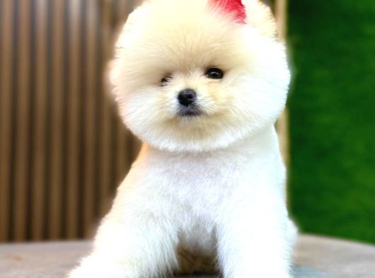 Pomeranian Yavrularımız Gelmiştir