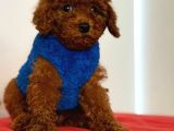 Her kalitede her bütçete uygun poodle mevcuttur