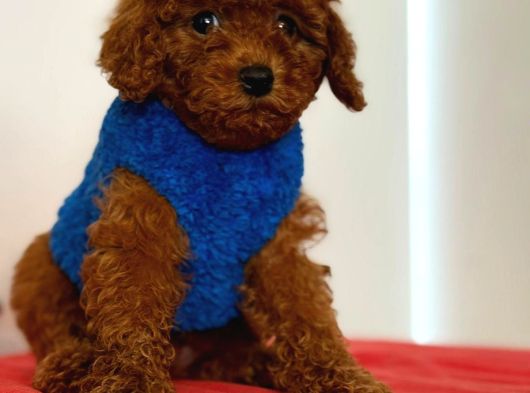 Her Kalitede Her Bütçete Uygun Poodle Mevcuttur