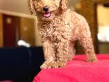 Her Renk Her Boy Poodle Mevcuttur