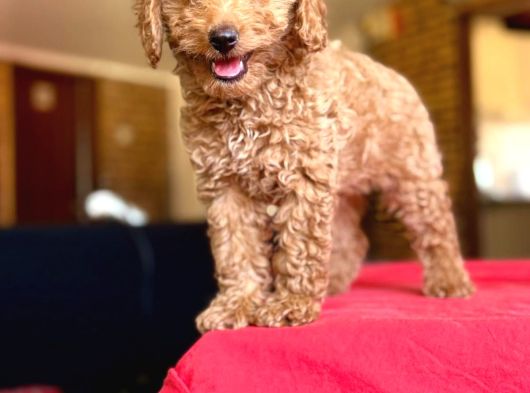 Her Renk Her Boy Poodle Mevcuttur görsel