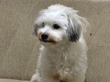 Ücretsi̇z Malti̇poo