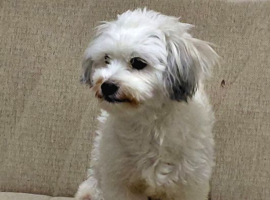 Ücretsi̇z Malti̇poo görsel