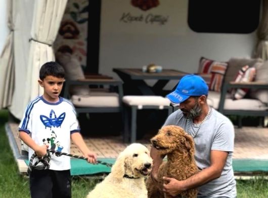 Dev Poodle Yavruları görsel
