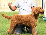 Dev Poodle Yavruları