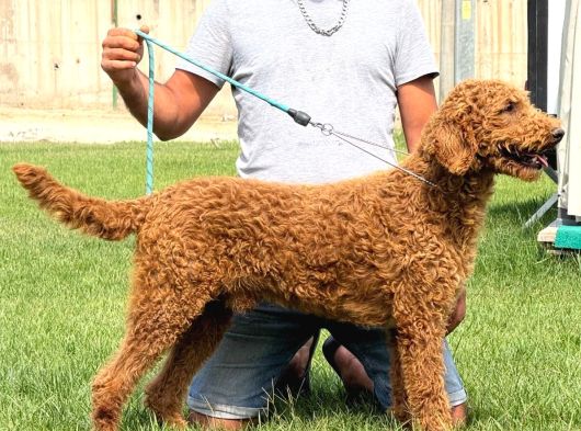 Dev Poodle Yavruları görsel
