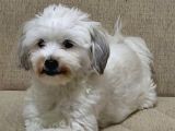 ÜCRETSİZ MALTİPOO