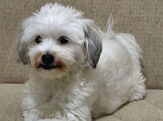 Ücretsi̇z Malti̇poo