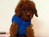 Her Kalitede Her Bütçete Uygun Poodle Mevcuttur
