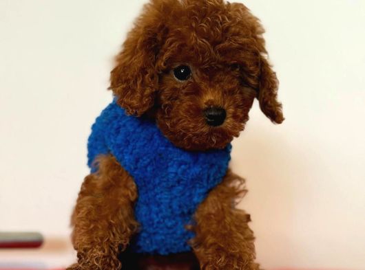 Her Kalitede Her Bütçete Uygun Poodle Mevcuttur görsel