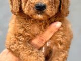 Dev Poodle Yavruları