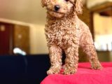 Her Renk Her Boy Poodle Mevcuttur