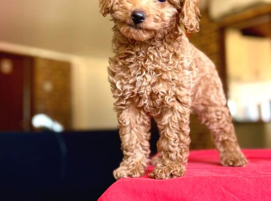 Her Renk Her Boy Poodle Mevcuttur görsel