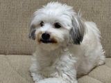 Ücretsi̇z Malti̇poo