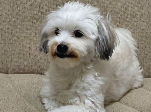 Ücretsi̇z Malti̇poo görsel