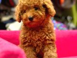 Toy Poodle Irk Ve Sağlik Garanti̇li̇