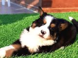 Ruhsatli̇ Çi̇fli̇kten Bernese Mountai̇n Dog Yavrulari İstanbul