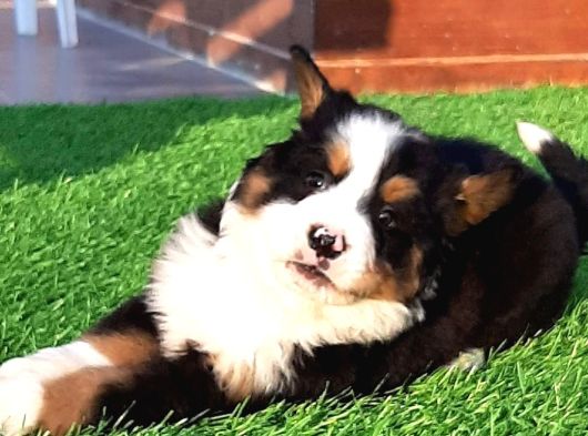 Ruhsatli̇ Çi̇fli̇kten Bernese Mountai̇n Dog Yavrulari İstanbul görsel