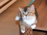 Mükemmel Kalite British Shorthair Yavrular